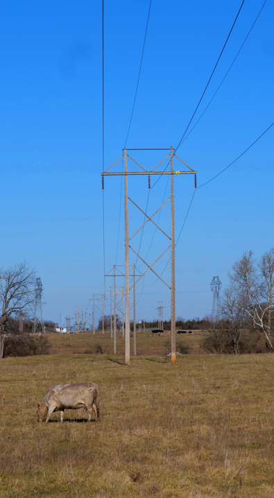 Transmission lines in a field with a cow