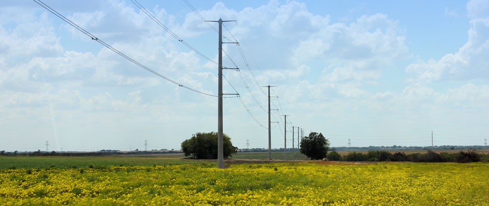 Transmission lines in a field of yellow flowers